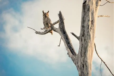 Owl on a dead tree Stock Photos