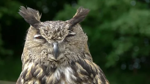 Owl Displaying Unique Facial Features in Sequence 库存影片 332126628