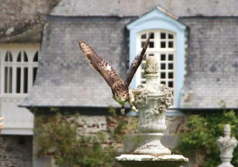 An Owl diving Stock Photos