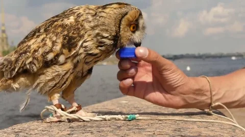 Owl drinking plastic bottle cup Stock Footage 69154622