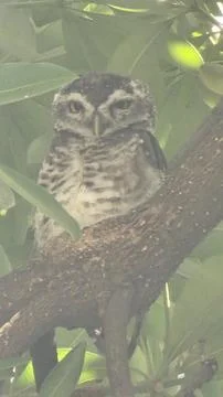 An owl during night Stock Photos