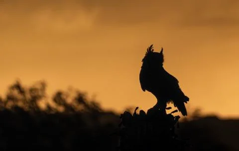 Owl at Dusk Stock Photos