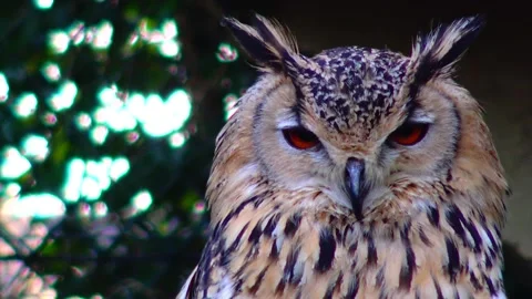 Owl eagle owl Bubo bubo sits and sleeps on a branch in the forest Stock Footage 233730794