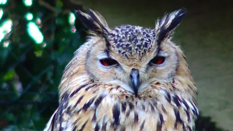 Owl eagle owl Bubo bubo sits and sleeps on a branch in the forest Stock Footage 233730796