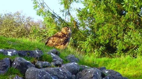 Owl eagle owl Bubo bubo sits and sleeps on a branch in the forest Stock Footage 233730859