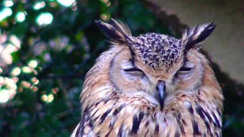 Owl eagle owl Bubo bubo sits and sleeps on a branch in the forest Stock Footage 233730982