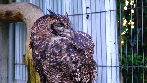 Owl eagle owl Bubo bubo sits and sleeps on a branch in the forest Stock Footage 233731564