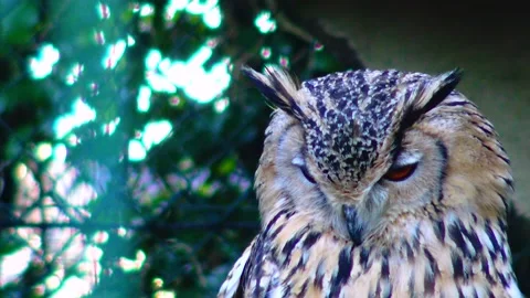 Owl eagle owl Bubo bubo sits and sleeps on a branch in the forest Stock Footage 233743880