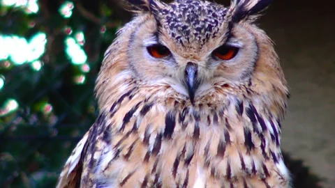 Owl eagle owl Bubo bubo sits and sleeps on a branch in the forest Stock Footage 233743996