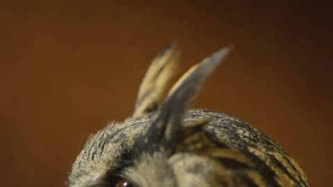 Owl ears close up 01 Stock Footage 71692202