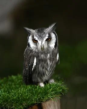 Owl eastern screech Stock Photos