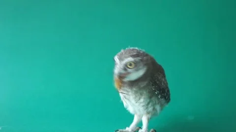 Owl eating bug, Close-up of a spot Owl looking around, green key, 스톡 동영상 73754778