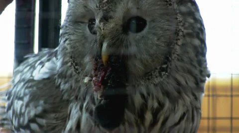 Owl eating mouse in the cage Stock Footage 37022859