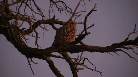 Owl in the evening Video stock 12146755