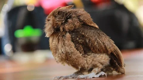 Owl expression when on the move during the day Stock-Footage 148705535
