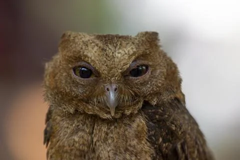 Owl expression when on the move during the day Stock Photos