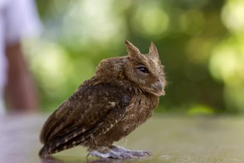 Owl expression when on the move during the day Stock Photos