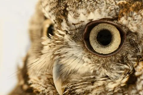 Owl Eye Close Up Stock Photos