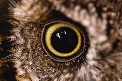 Owl eye in high resolution. macro photography. Stock Photos