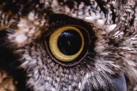 Owl eye in high resolution. macro photography. Stock Photos