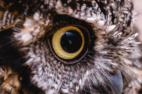Owl eye in high resolution. macro photography. Stock Photos