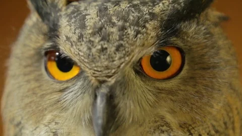 Owl eyes on camera close up 01 Stock Footage 71692263