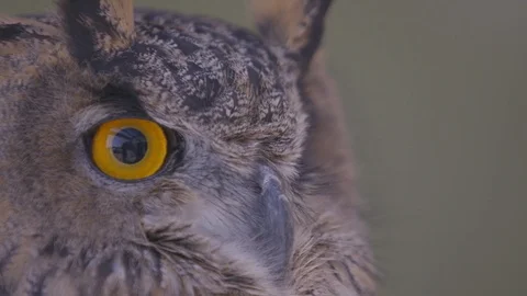 Owl eyes 스톡 동영상 92022616