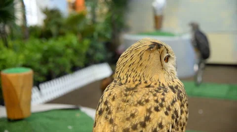 Owl face close up Stock Footage 49895853