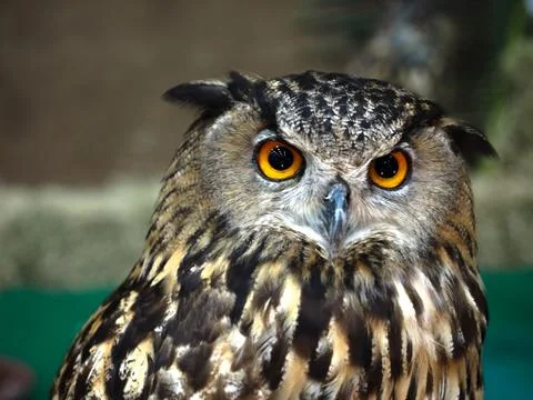 Owl face close up Stock Photos