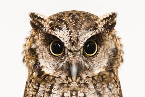 Owl face in high resolution, owl isolated. Stock Photos
