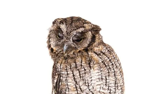 Owl face in high resolution, owl isolated. Stock Photos