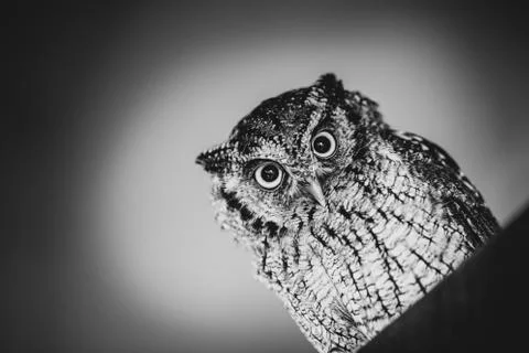 Owl face in high resolution, owl isolated. Stock Photos