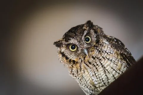 Owl face in high resolution, owl isolated. Stock Photos