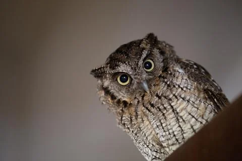 Owl face in high resolution, owl isolated. Stock Photos