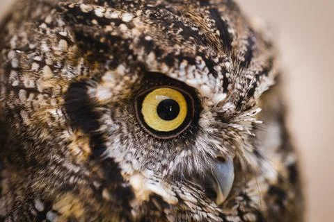Owl face in high resolution, owl isolated. Stock Photos