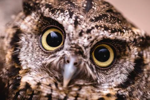 Owl face in high resolution, owl isolated. Stock Photos
