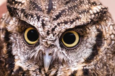 Owl face in high resolution, owl isolated. Stock Photos