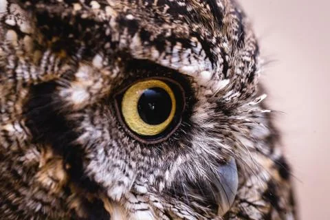 Owl face in high resolution, owl isolated. Stock Photos