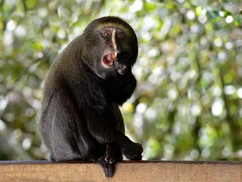 Owl-faced monkey eating a fruit Fotos de archivo