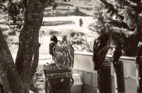 Owl in falconry Stock Photos