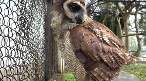 An owl fast moving its face, closeup Stock Footage 38057421