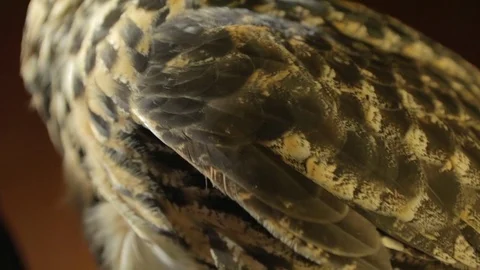 Owl feathers 01 库存影片 71691075