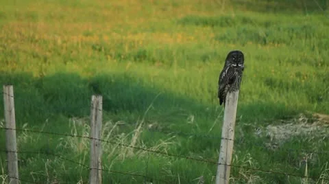 Owl on fence post Stock Footage 10751008