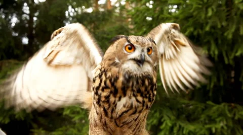 Owl flaps its wings Stock Footage 54805673