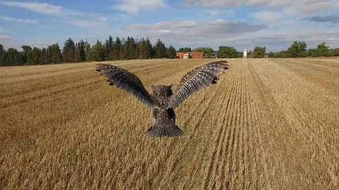 Owl in flight over a corn field - POV close up aerial view 스톡 동영상 74723388