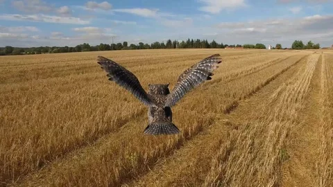 Owl in flight over a corn field - POV close up aerial view Видео 74723400