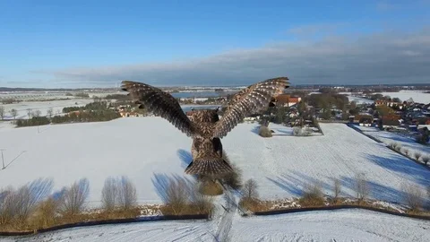 Owl in flight  over a field in the winter - POV close up aerial view 스톡 동영상 74723034