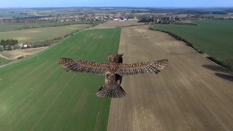 Owl in flight over fields - POV close up aerial view Видео 74723133
