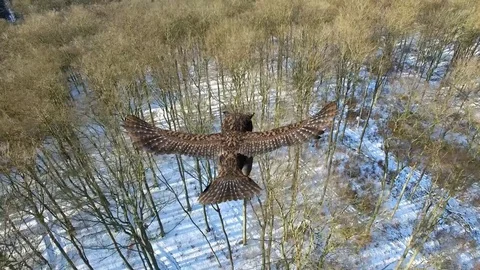 Owl in flight over a forest - POV close up aerial view Stock-Footage 74723047