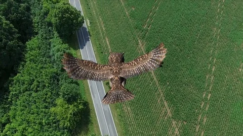 Owl in flight over a green field - POV close up aerial view Видео 74723482